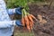 Farmer hands in gloves holding bunch of carrot in garden. Autumn harvest, organic vegetables