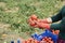 Farmer hands in gloves holding several ripe tomatoes. Woman examines tomato in hand.