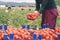 Farmer hands in gloves holding several ripe tomatoes. Woman examines tomato in hand.