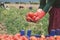 Farmer hands in gloves holding several ripe tomatoes. Woman examines tomato in hand.