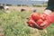 Farmer hands in gloves holding several ripe tomatoes. Woman examines tomato in hand.