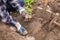 Farmer hands in gloves planting sprouts potatoes in soil ground in garden. Growing organic vegetables, agriculture