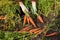 Farmer hands harvesting organic carrots harvest in garden