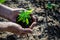 Farmer hands holding a cannabis plant. Farm marijuana plantation concept