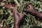 Farmer Hands Holding Green french Beans in The Shamba Farm Kenya East Africa