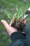 Farmer hands holding green wheat crop for analyze the development on the field in the spring