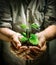 Farmer hands holding a green young plant