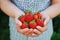 Farmer hands holding organic ripe strawberry