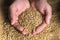 Farmer hands holds a grain of wheat. Grain selection before sowing. Harvesting a good harvest