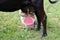 Farmer hands milk from cow dug to plastic bucket