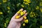 Farmer Hands in Oilseed Rapeseed Field Examining and Controlling The Growth of Plants