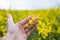 Farmer Hands in Oilseed Rapeseed Field Examining and Controlling The Growth of Plants