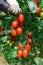 Farmer hands picking crop of red plum tomatoes