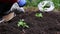 Farmer hands plant a young plant seedlings in the soil in spring