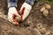 Farmer hands planting germinating potatoes in soil in garden. Growth organic vegetables