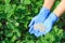 Farmer hands in rubber gloves giving chemical fertilizer to young bushes of strawberries