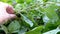 Farmer Hands Sorting Fresh Green Mint Leaves in the Harvest Outdoors