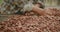 Farmer hands spreading out pile of dried cocoa beans on drying mesh, slow motion close-up shot