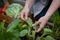 Farmer hands taking care of plant leaf