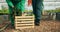 Farmer hands, teamwork and vegetables box in greenhouse, agriculture and sustainability for gardening or farming. People