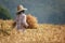 Farmer harvest Beautiful Barley Field in period Barley field detail.