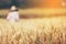 Farmer harvest Beautiful Barley Field in period Barley field detail.