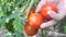 Farmer Harvest Fresh Ripe Red Romatoes