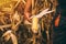 Farmer with harvest ready ripe corn maize cob in field