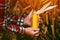 Farmer with harvest ready ripe corn maize cob in field