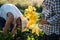 Farmer harvest zucchini courgette with yellow flowers