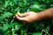 Farmer harvested ripe peppers in a greenhouse