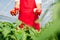 Farmer harvested ripe peppers in a greenhouse