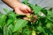 Farmer harvested ripe peppers in a greenhouse