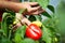 Farmer harvested ripe peppers in a greenhouse