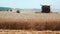 Farmer harvesters in a field of wheat collect grain.