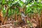 Farmer harvesting on a banana plantation