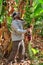 Farmer harvesting on a banana plantation