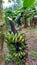 A farmer harvesting banana in the plantation with banana fruit frontground