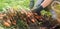 A farmer harvesting carrot on the field. Growing organic vegetables. Seacional job. Farming. Agro-industry. Agriculture. Farm.