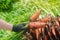 A farmer harvesting carrot on the field. Growing organic vegetables. Seacional job. Farming. Agro-industry. Agriculture. Farm.