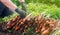 A farmer harvesting carrot on the field. Growing organic vegetables. Seacional job. Farming. Agro-industry. Agriculture. Farm.