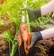 A farmer harvesting carrot on the field. Growing organic vegetables. Seasonal job. Farming. Agro-industry. Agriculture. Farm.