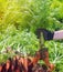 A farmer harvesting carrot on the field. Growing organic vegetables. Seasonal job. Farming. Agro-industry. Agriculture. Farm.