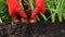 A farmer harvesting carrots. Close up.