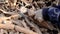 Farmer harvesting cassava