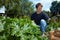 Farmer harvesting courgettes