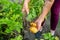 A farmer harvesting fresh, bio potatoes at her huge garden, agricultural concept