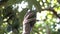 Farmer harvesting hass avocados with scissors