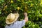 Farmer harvesting lemons