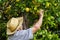 Farmer harvesting lemons